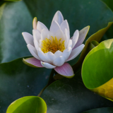 湖南道县：睡莲花开（组图）