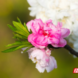 湖南新田：双色桃花一枝开（组图）