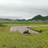 湖南新田：好景在春耕 插田不躲雨（组图）