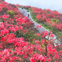 达人追花丨遥望碧海：4月25日下午阳明山杜鹃花海实拍