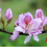 江永：洋紫荆花绘春屏 满树繁花似云霞
