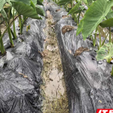 江永：香芋“抢鲜上市”促增收
