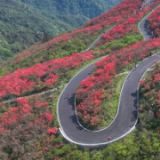 湖南双牌 ：杜鹃花开引客来（组图）