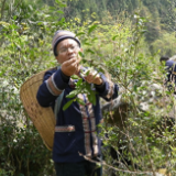 湖南道县：云雾深处采茶忙 高山“绿叶”变富民“金叶”