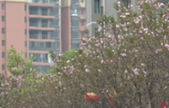江永：櫻花綻放扮靚城市