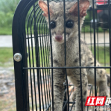 江永：斑林狸闯入幼儿园 警民合力救助