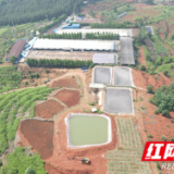 新田：种养结合构建绿色生态循环链
