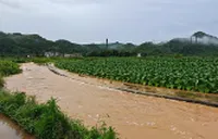 新田：强降雨过后 农技人员深入田间开展农业生产自救