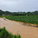 新田：强降雨过后 农技人员深入田间开展农业生产自救