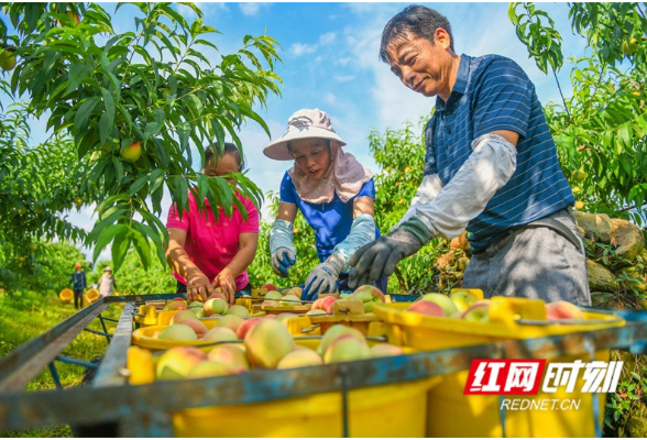 湖南道县：鲜桃上市促增收（组图）