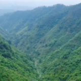 视频丨湖南新田：闻香识药迎端午 深山采药续传承