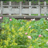 道县：理学圣地荷花开 周子遗风引客来