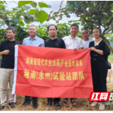 湖南省水果体系专家团队走进永州果园一线送技术解难题