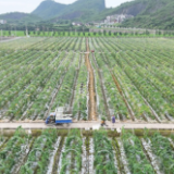 道县：万亩供粤港澳蔬菜基地迎夏收 优质蔬菜集中上市保供应