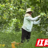 湖南江永：抢“鲜”上市 供港蔬菜采收忙