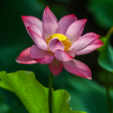 湖南道县：夏至荷韵浓（组图）