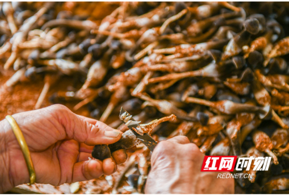 湖南道县：小蘑菇撑起“致富伞”（组图）