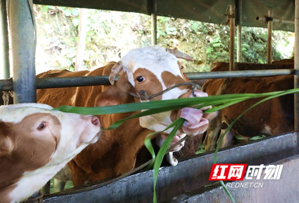 新田：黄竹草养出“致富牛” 农户信心足