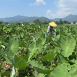 江永：香芋田间管护正当时
