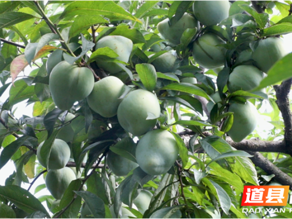 道县：青翠柰李压弯枝 “90后”儿媳直播带货破“销愁”