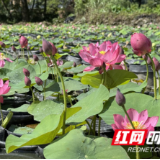 江永：碗莲绽放绘就乡村多彩画卷