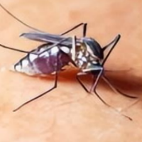永州疾控：与登革热症状相似，基孔肯雅热健康提示请您接收！
