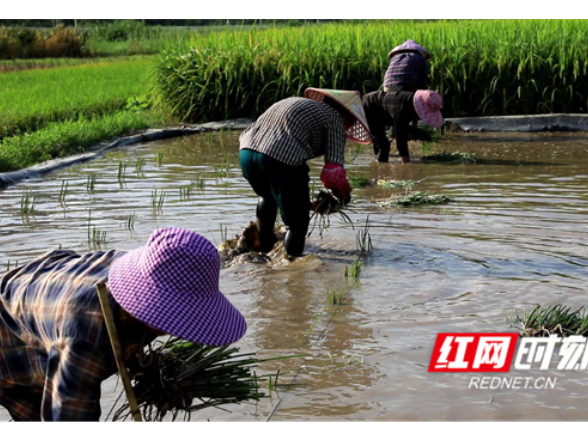 江永：“水稻+马蹄”轮作助瑶胞增收