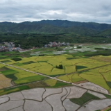 新田：大暑时节农事忙 各地农户战高温抢农时
