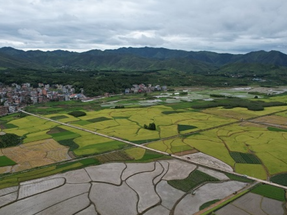 新田：大暑时节农事忙 各地农户战高温抢农时