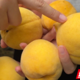 江永：黄桃丰收 采摘成趣