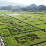 视频丨湖南道县：稻作文化园 “丰”景如画