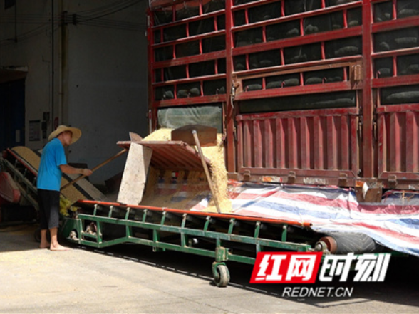 江永：夏粮收购稳推进 订单助农增收益