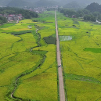 道县：退役军人种植基地600亩早稻开镰 “稻稻菜”轮作助增收