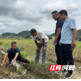 永州市农科所技术专家到“双百” 工程基地积极开展鲜食玉米种植技术指导