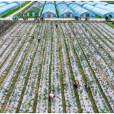 湖南新田：秋日蔬菜管护忙（组图）