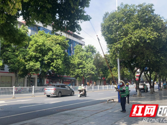江永：精细化消杀 守护绿荫民生