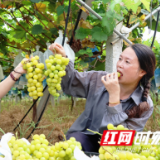 新田：阳光玫瑰“甜蜜”上市 山地葡萄园飘香引客