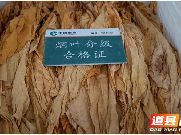 道县：“金叶”飘香收购忙 全链服务保增收