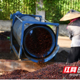 “小药材”成就“大产业”——江华药农刘明洋的共富之路