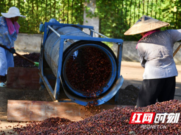 “小药材”成就“大产业”——江华药农刘明洋的共富之路