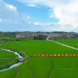 湖南新田：生态田园白鹭欢
