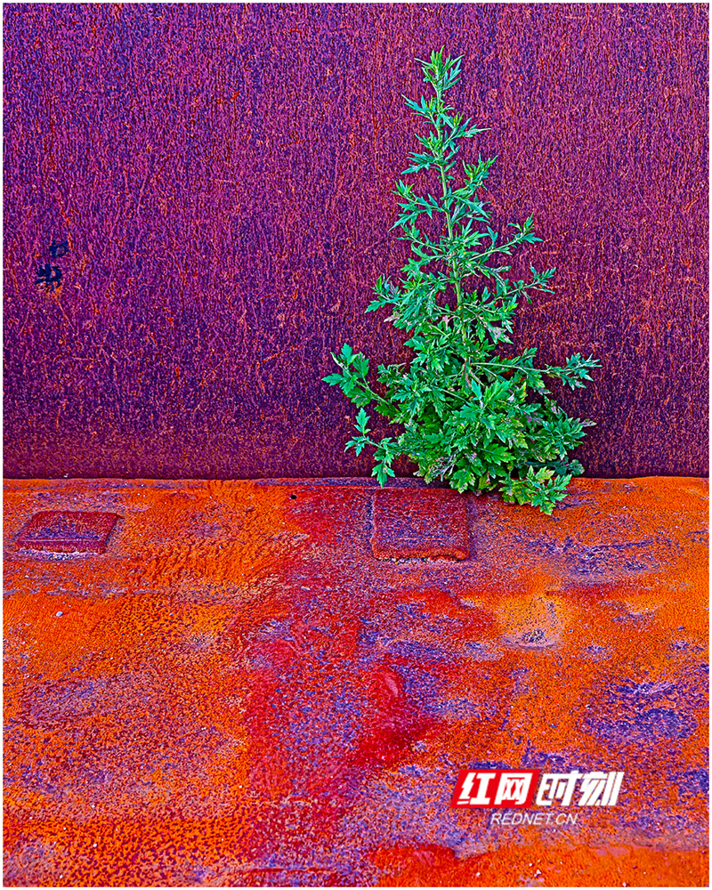 图.jpg