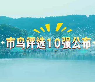 “C位”由你定！10位“小精灵”等你打Call~永州“市鸟”评选活动火热进行中
