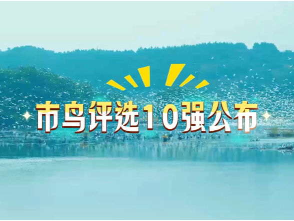 “C位”由你定！10位“小精灵”等你打Call~永州“市鸟”评选活动火热进行中