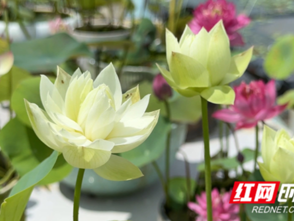 湖南江永：小小碗莲俏销国内外
