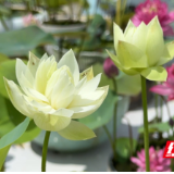 湖南江永：小小碗莲俏销国内外