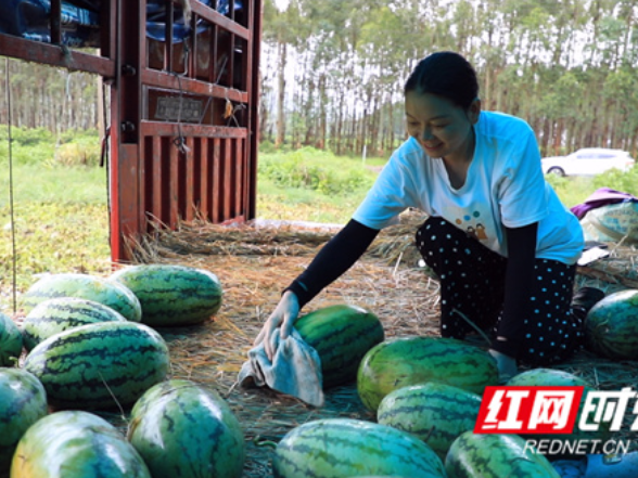 江永：西瓜迎来丰收季 瓜农田间采摘忙