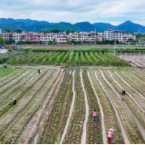 湖南新田：管护蔬菜保供应（组图）