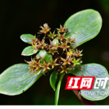 永州市东安舜皇山片区再添植物新种——舜皇景天