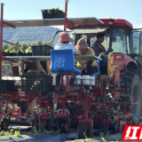江永：全机械种植提质效 筑牢供港“菜篮子”